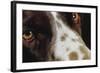Close-Up of Dog-null-Framed Photographic Print