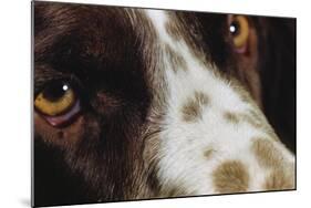 Close-Up of Dog-null-Mounted Photographic Print