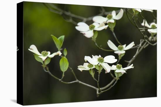 Close-Up of Dogwood Bloom-Gary Carter-Stretched Canvas