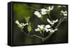 Close-Up of Dogwood Bloom-Gary Carter-Framed Stretched Canvas