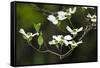 Close-Up of Dogwood Bloom-Gary Carter-Framed Stretched Canvas