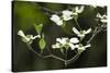 Close-Up of Dogwood Bloom-Gary Carter-Stretched Canvas