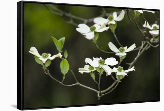 Close-Up of Dogwood Bloom-Gary Carter-Framed Stretched Canvas