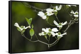 Close-Up of Dogwood Bloom-Gary Carter-Framed Stretched Canvas