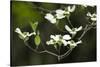 Close-Up of Dogwood Bloom-Gary Carter-Stretched Canvas