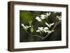 Close-Up of Dogwood Bloom-Gary Carter-Framed Premium Photographic Print