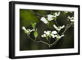 Close-Up of Dogwood Bloom-Gary Carter-Framed Photographic Print