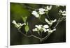 Close-Up of Dogwood Bloom-Gary Carter-Framed Photographic Print