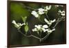 Close-Up of Dogwood Bloom-Gary Carter-Framed Photographic Print