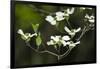 Close-Up of Dogwood Bloom-Gary Carter-Framed Photographic Print