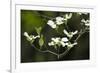 Close-Up of Dogwood Bloom-Gary Carter-Framed Photographic Print