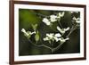 Close-Up of Dogwood Bloom-Gary Carter-Framed Photographic Print