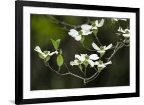 Close-Up of Dogwood Bloom-Gary Carter-Framed Photographic Print