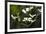 Close-Up of Dogwood Bloom-Gary Carter-Framed Photographic Print