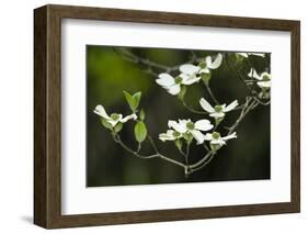 Close-Up of Dogwood Bloom-Gary Carter-Framed Photographic Print