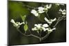 Close-Up of Dogwood Bloom-Gary Carter-Mounted Photographic Print
