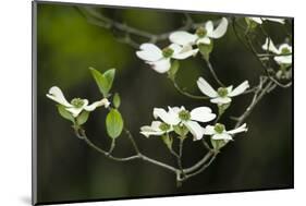 Close-Up of Dogwood Bloom-Gary Carter-Mounted Photographic Print