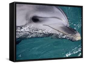Close-Up of Dolphin-Floris Leeuwenberg-Framed Stretched Canvas