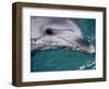 Close-Up of Dolphin-Floris Leeuwenberg-Framed Photographic Print