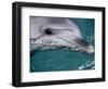 Close-Up of Dolphin-Floris Leeuwenberg-Framed Photographic Print