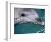 Close-Up of Dolphin-Floris Leeuwenberg-Framed Photographic Print