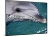 Close-Up of Dolphin-Floris Leeuwenberg-Mounted Photographic Print