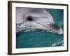Close-Up of Dolphin-Floris Leeuwenberg-Framed Photographic Print