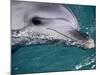 Close-Up of Dolphin-Floris Leeuwenberg-Mounted Photographic Print