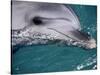 Close-Up of Dolphin-Floris Leeuwenberg-Stretched Canvas