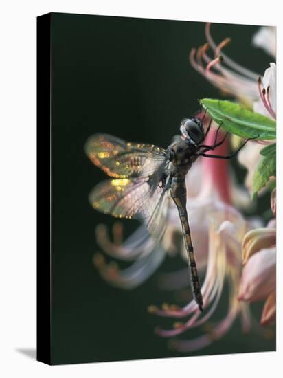 Close-up of Dragonfly Backlit on Azalea, Georgia, USA-Nancy Rotenberg-Stretched Canvas