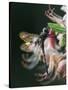 Close-up of Dragonfly Backlit on Azalea, Georgia, USA-Nancy Rotenberg-Stretched Canvas