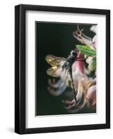 Close-up of Dragonfly Backlit on Azalea, Georgia, USA-Nancy Rotenberg-Framed Photographic Print