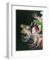 Close-up of Dragonfly Backlit on Azalea, Georgia, USA-Nancy Rotenberg-Framed Photographic Print