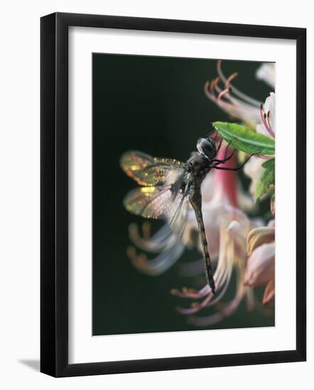 Close-up of Dragonfly Backlit on Azalea, Georgia, USA-Nancy Rotenberg-Framed Photographic Print