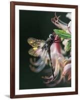 Close-up of Dragonfly Backlit on Azalea, Georgia, USA-Nancy Rotenberg-Framed Photographic Print