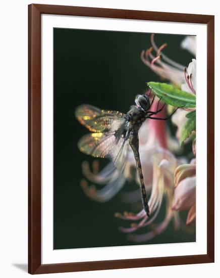 Close-up of Dragonfly Backlit on Azalea, Georgia, USA-Nancy Rotenberg-Framed Photographic Print