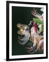 Close-up of Dragonfly Backlit on Azalea, Georgia, USA-Nancy Rotenberg-Framed Photographic Print