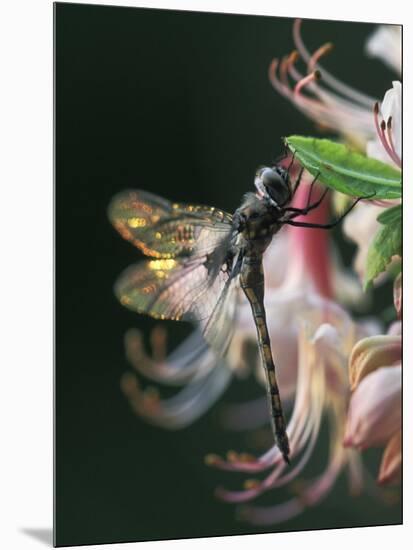 Close-up of Dragonfly Backlit on Azalea, Georgia, USA-Nancy Rotenberg-Mounted Photographic Print