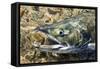 Close-Up of Dying Spawning Salmon, Alaska-Paul Souders-Framed Stretched Canvas