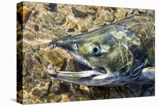 Close-Up of Dying Spawning Salmon, Alaska-Paul Souders-Stretched Canvas