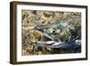 Close-Up of Dying Spawning Salmon, Alaska-Paul Souders-Framed Photographic Print