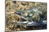 Close-Up of Dying Spawning Salmon, Alaska-Paul Souders-Mounted Photographic Print