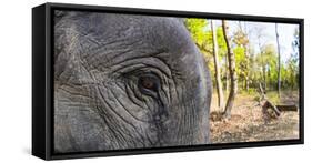 Close-up of elephant, India-Panoramic Images-Framed Stretched Canvas