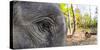 Close-up of elephant, India-Panoramic Images-Stretched Canvas