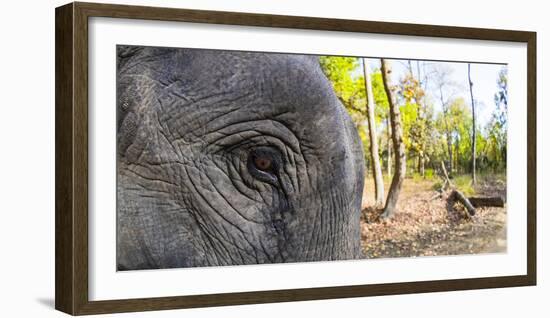 Close-up of elephant, India-Panoramic Images-Framed Photographic Print