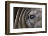 Close-Up of Elephant Seal-null-Framed Photographic Print