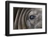 Close-Up of Elephant Seal-null-Framed Photographic Print