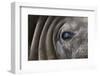 Close-Up of Elephant Seal-null-Framed Photographic Print