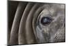 Close-Up of Elephant Seal-null-Mounted Photographic Print