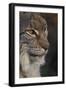 Close-up of Eurasian lynx kitten, aged eight months-Edwin Giesbers-Framed Photographic Print